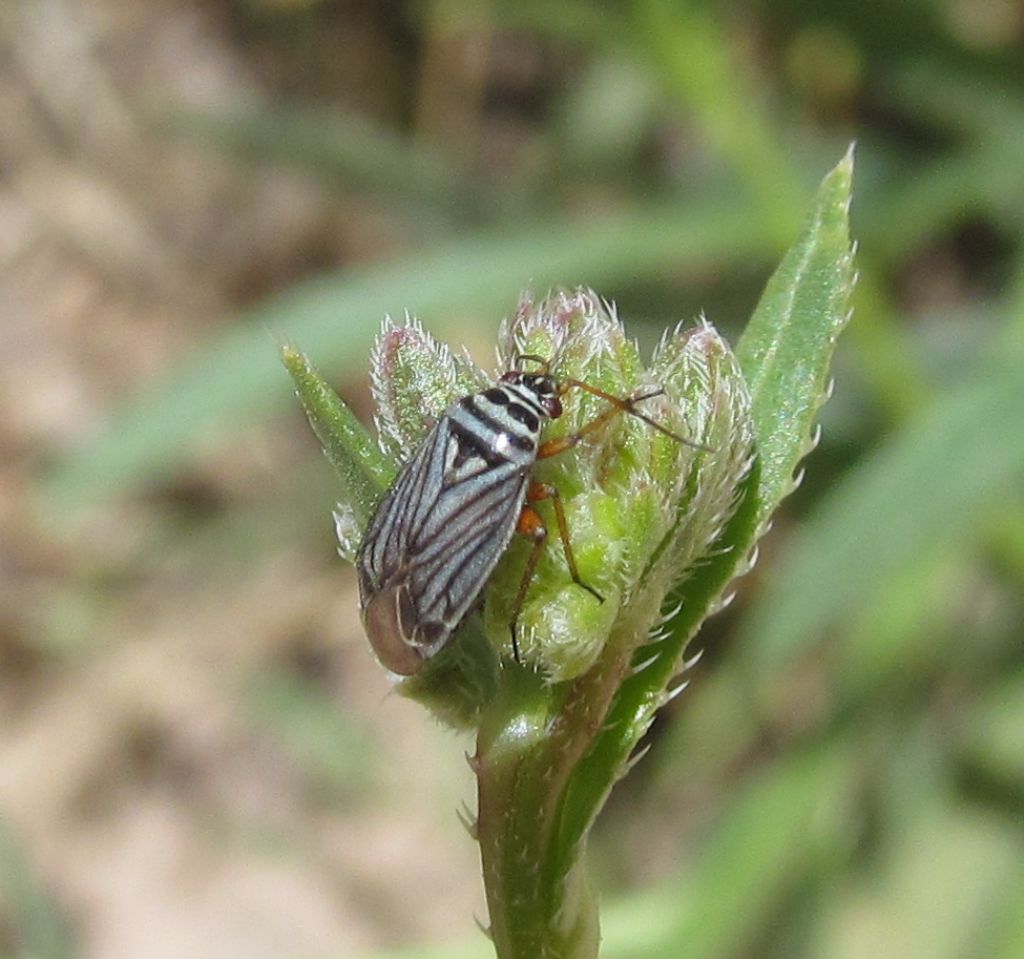 Miridae:Opisthotaenia fulvipes  (Cappadocia - Turchia)